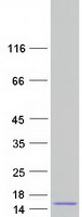 Coomassie blue staining of purified SPINT3 protein (Cat# TP325005). The protein was produced from HEK293T cells transfected with SPINT3 cDNA clone (Cat# RC225005) using MegaTran 2.0 (Cat# TT210002).