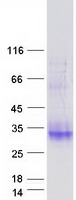Coomassie blue staining of purified CLEC2A protein (Cat# TP325182). The protein was produced from HEK293T cells transfected with CLEC2A cDNA clone (Cat# RC225182) using MegaTran 2.0 (Cat# TT210002).