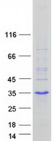 Coomassie blue staining of purified MSGN1 protein (Cat# TP325212). The protein was produced from HEK293T cells transfected with MSGN1 cDNA clone (Cat# RC225212) using MegaTran 2.0 (Cat# TT210002).