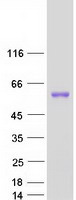 Coomassie blue staining of purified TBCEL protein (Cat# TP325691). The protein was produced from HEK293T cells transfected with TBCEL cDNA clone (Cat# RC225691) using MegaTran 2.0 (Cat# TT210002).