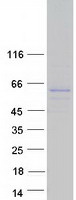 Coomassie blue staining of purified SH2D7 protein (Cat# TP325742). The protein was produced from HEK293T cells transfected with SH2D7 cDNA clone (Cat# RC225742) using MegaTran 2.0 (Cat# TT210002).