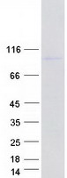 Coomassie blue staining of purified WDR43 protein (Cat# TP326083). The protein was produced from HEK293T cells transfected with WDR43 cDNA clone (Cat# RC226083) using MegaTran 2.0 (Cat# TT210002).