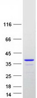 Coomassie blue staining of purified ALKBH2 protein (Cat# TP326507). The protein was produced from HEK293T cells transfected with ALKBH2 cDNA clone (Cat# RC226507) using MegaTran 2.0 (Cat# TT210002).
