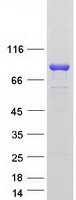 Coomassie blue staining of purified SEC14L1 protein (Cat# TP326531). The protein was produced from HEK293T cells transfected with SEC14L1 cDNA clone (Cat# RC226531) using MegaTran 2.0 (Cat# TT210002).