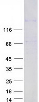 Coomassie blue staining of purified HMGXB3 protein (Cat# TP326817). The protein was produced from HEK293T cells transfected with HMGXB3 cDNA clone (Cat# RC226817) using MegaTran 2.0 (Cat# TT210002).