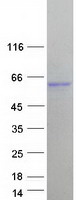 Coomassie blue staining of purified FAM90A7 protein (Cat# TP326842). The protein was produced from HEK293T cells transfected with FAM90A7 cDNA clone (Cat# RC226842) using MegaTran 2.0 (Cat# TT210002).