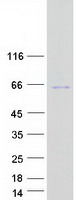 Coomassie blue staining of purified TSEN2 protein (Cat# TP326917). The protein was produced from HEK293T cells transfected with TSEN2 cDNA clone (Cat# RC226917) using MegaTran 2.0 (Cat# TT210002).