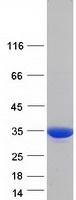 Coomassie blue staining of purified YWHAZ protein (Cat# TP326946). The protein was produced from HEK293T cells transfected with YWHAZ cDNA clone (Cat# RC226946) using MegaTran 2.0 (Cat# TT210002).