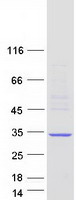 Coomassie blue staining of purified LRRC61 protein (Cat# TP326959). The protein was produced from HEK293T cells transfected with LRRC61 cDNA clone (Cat# RC226959) using MegaTran 2.0 (Cat# TT210002).