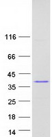 Coomassie blue staining of purified C11orf58 protein (Cat# TP326969). The protein was produced from HEK293T cells transfected with C11orf58 cDNA clone (Cat# RC226969) using MegaTran 2.0 (Cat# TT210002).