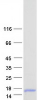 Coomassie blue staining of purified C4orf48 protein (Cat# TP327004). The protein was produced from HEK293T cells transfected with C4orf48 cDNA clone (Cat# RC227004) using MegaTran 2.0 (Cat# TT210002).