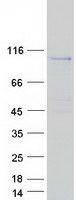 Coomassie blue staining of purified PLEKHG6 protein (Cat# TP327365). The protein was produced from HEK293T cells transfected with PLEKHG6 cDNA clone (Cat# RC227365) using MegaTran 2.0 (Cat# TT210002).