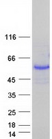 Coomassie blue staining of purified USP27X protein (Cat# TP327391). The protein was produced from HEK293T cells transfected with USP27X cDNA clone (Cat# RC227391) using MegaTran 2.0 (Cat# TT210002).