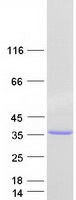 Coomassie blue staining of purified RFPL4A protein (Cat# TP327429). The protein was produced from HEK293T cells transfected with RFPL4A cDNA clone (Cat# RC227429) using MegaTran 2.0 (Cat# TT210002).