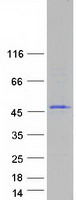 Coomassie blue staining of purified ARMH1 protein (Cat# TP327441). The protein was produced from HEK293T cells transfected with ARMH1 cDNA clone (Cat# RC227441) using MegaTran 2.0 (Cat# TT210002).