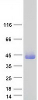 Coomassie blue staining of purified GATSL1 protein (Cat# TP327843). The protein was produced from HEK293T cells transfected with GATSL1 cDNA clone (Cat# RC227843) using MegaTran 2.0 (Cat# TT210002).