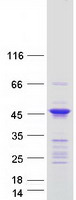 Coomassie blue staining of purified ANKRD63 protein (Cat# TP331197). The protein was produced from HEK293T cells transfected with ANKRD63 cDNA clone (Cat# RC231197) using MegaTran 2.0 (Cat# TT210002).