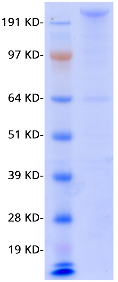 Coomassie blue staining of purified Fbn2 protein (Cat #TP523114). The protein was produced from mammalian cells transfected with Fbn2 cDNA clone (Cat #MR223114).