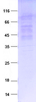 Coomassie blue staining of purified Tnfrsf14 protein (Cat# TP523946). The protein was produced from HEK293T cells transfected with Tnfrsf14 cDNA clone (Cat# MR223946) using MegaTran 2.0 (Cat# TT210002).