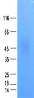 B7 H6 (NCR3LG1) (NM_001202439) Human Recombinant Protein