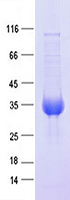Purified recombinant protein FGFBP3 was analyzed by SDS-PAGE gel and Coomossie Blue Staining.
