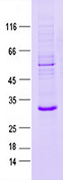 Purified recombinant protein C1QL1 was analyzed by SDS-PAGE gel and Coomossie Blue Staining.