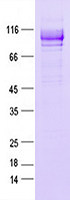 Purified recombinant protein XYLT1 was analyzed by SDS-PAGE gel and Coomossie Blue Staining.