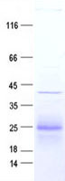 GTSF1L (NM_176791) Human Recombinant Protein