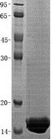 oncomodulin (OCM) (NM_001097622) Human Recombinant Protein