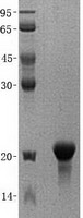PFDN2 (NM_012394) Human Recombinant Protein