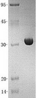 PBLD (NM_022129) Human Recombinant Protein