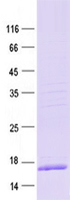 Purified recombinant protein LECT2 was analyzed by SDS-PAGE gel and Coomossie Blue Staining.