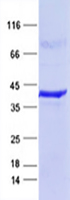 Purified recombinant protein CCN1 Mutant was analyzed by SDS-PAGE gel and Coomossie Blue Staining.