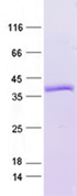 Purified recombinant protein NOTCH1 was analyzed by SDS-PAGE gel and Coomossie Blue Staining.