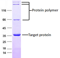 Purified recombinant protein ANXA2 was analyzed by SDS-PAGE gel and Coomossie Blue Staining.