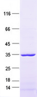 Purified recombinant protein APOE was analyzed by SDS-PAGE gel and Coomossie Blue Staining.