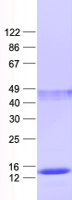 MRPS33 (NM_016071) Human Recombinant Protein