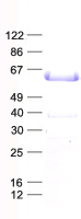PKNOX1 (NM_004571) Human Recombinant Protein