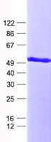 RBMS1 (NM_016836) Human Recombinant Protein