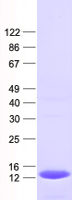 C4orf36 (NM_144645) Human Recombinant Protein