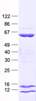 CCDC65 (NM_033124) Human Recombinant Protein