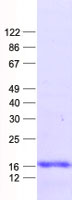 LIM domain only 3 (LMO3) (NM_001001395) Human Recombinant Protein