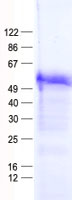 ZNF669 (NM_024804) Human Recombinant Protein