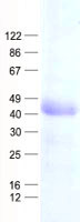 HS3ST5 (NM_153612) Human Recombinant Protein
