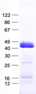 TAF8 (NM_138572) Human Recombinant Protein