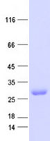 ETFBKMT (NM_001135864) Human Recombinant Protein