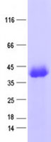 ZNF187 (ZSCAN26) (NM_152736) Human Recombinant Protein