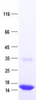 Saitohin (STH) (NM_001007532) Human Recombinant Protein