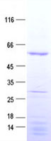 NUF2 (NM_145697) Human Recombinant Protein