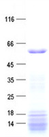ZNF181 (NM_001029997) Human Recombinant Protein